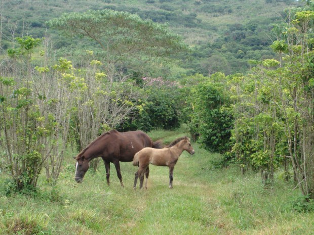 cavalos ajudando no trabalho agroflorestal