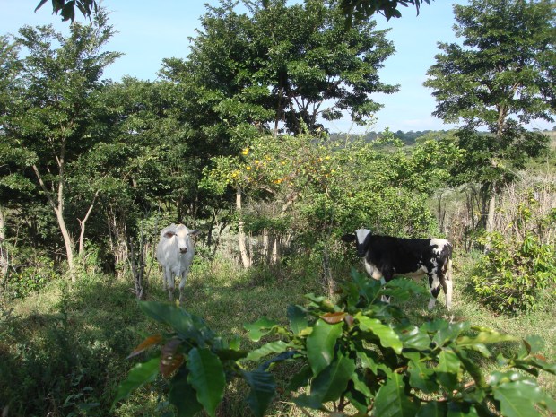 café, gado, limão... buscando uma agrofloresta bem diversa