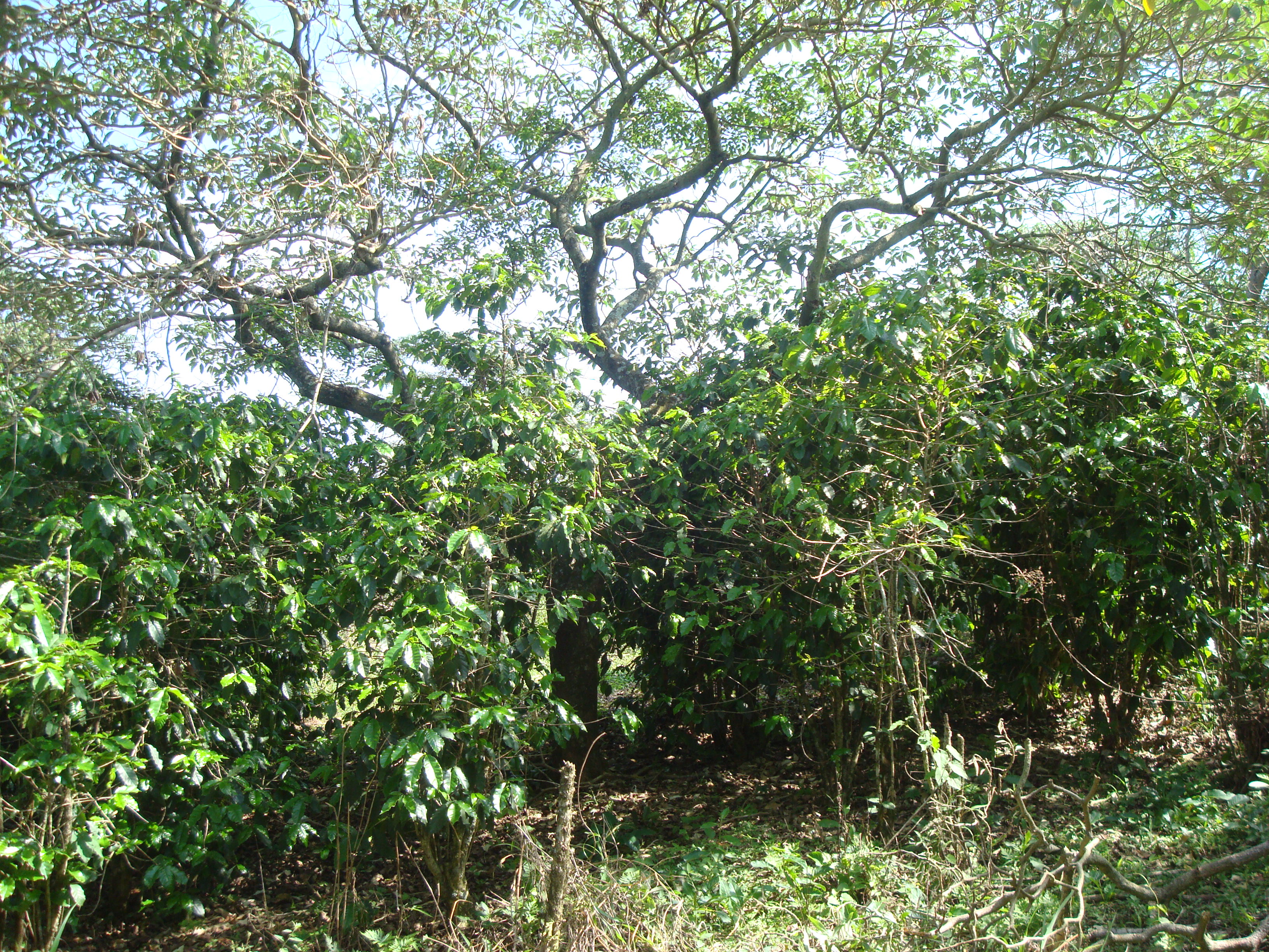 Fazenda Morros Verdes Ecolodge | Ibiúna SP, image size:3264x2448