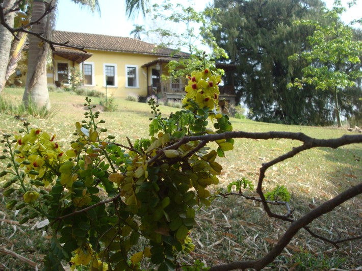 Gostaria de postar o perfume desta linda flor. Se os portugueses tivessem explorado este perfume, estariamos usando este recurso natural até hoje, e não lutando para sua preservação.
