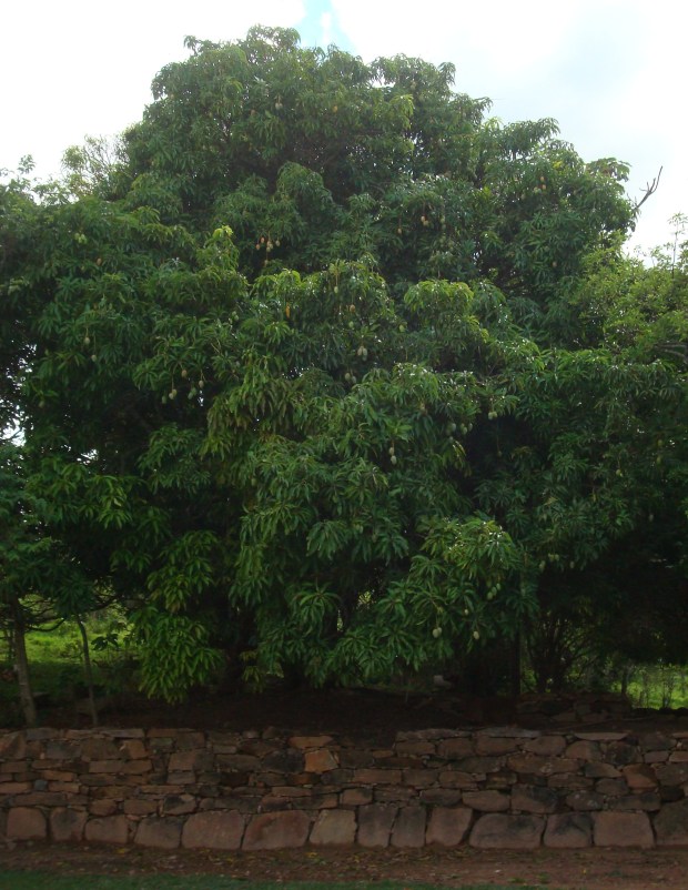 mangueira